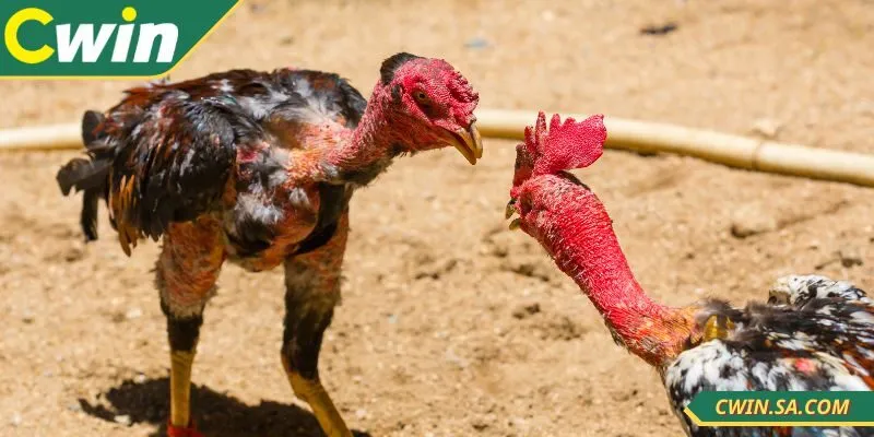 Cách xem đá gà tại CWIN không quá phức tạp