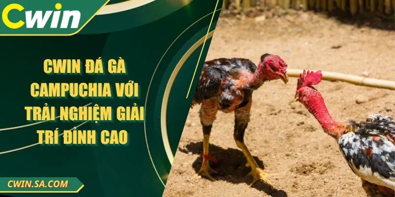 Cwin Đá Gà Campuchia Với Trải Nghiệm Giải Trí Đỉnh Cao