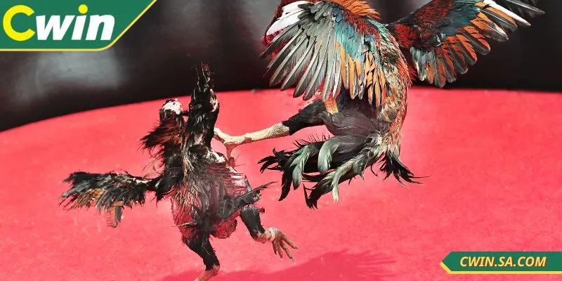 Quan sát chiến kê trước khi lựa chọn cược