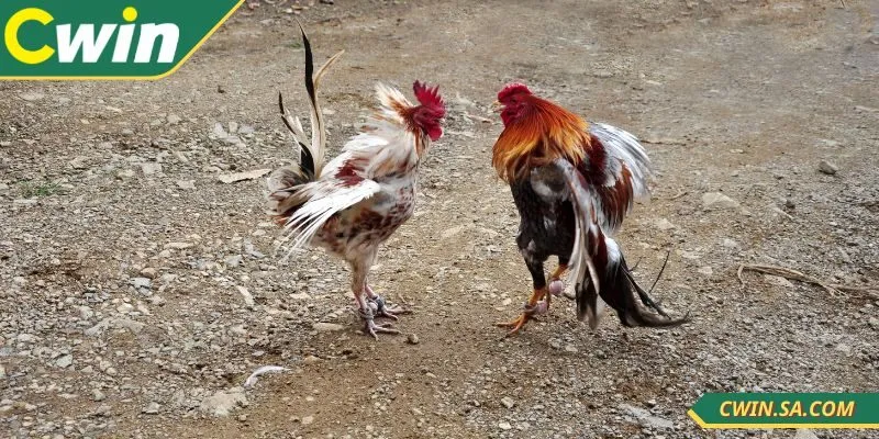 CWIN đá gà trực tuyến trang bị nhiều góc quay chất lượng cao