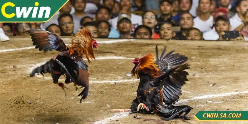 Đá gà cựa sắt CWIN tăng độ sát thương cho trận đấu