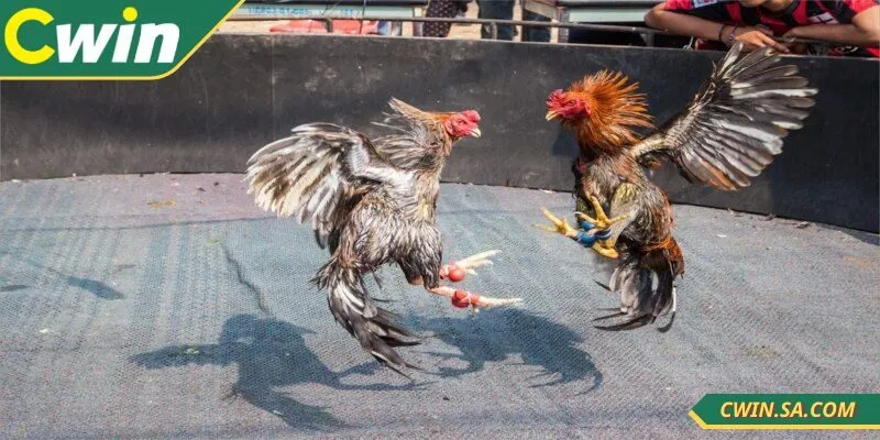 Tìm hiểu lịch sử thi đấu của chiến kê để đặt cược