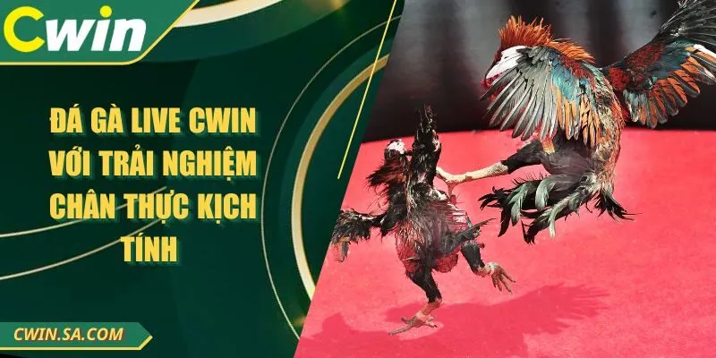 Đá Gà Live CWIN Với Trải Nghiệm Chân Thực Kịch Tính